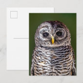 Kutest Baby Animals | Tawny Owl Briefkaart (Voorkant / Achterkant)