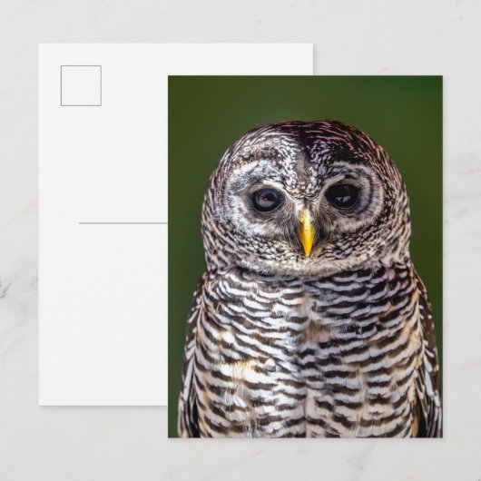 Kutest Baby Animals | Tawny Owl Briefkaart (Voorkant / Achterkant)