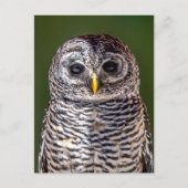 Kutest Baby Animals | Tawny Owl Briefkaart (Voorkant)