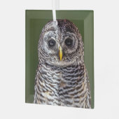 Kutest Baby Animals | Tawny Owl Glas Ornament (Voorkant links)