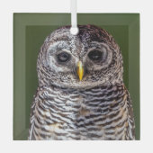 Kutest Baby Animals | Tawny Owl Glas Ornament (Voorkant)