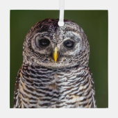 Kutest Baby Animals | Tawny Owl Glas Ornament (Achterkant)