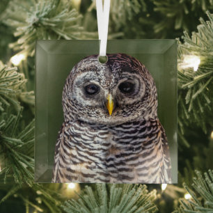 Kutest Baby Animals   Tawny Owl Glas Ornament