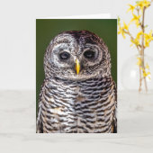 Kutest Baby Animals | Tawny Owl Kaart (Gele Bloem)