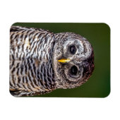 Kutest Baby Animals | Tawny Owl Magneet (Horizontaal)