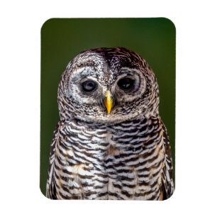 Kutest Baby Animals   Tawny Owl Magneet