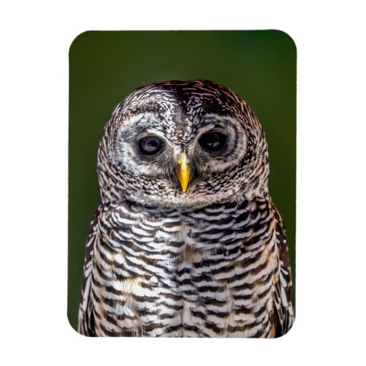 Kutest Baby Animals | Tawny Owl Magneet (Verticaal)