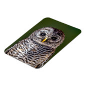 Kutest Baby Animals | Tawny Owl Magneet (Linkerzijde)