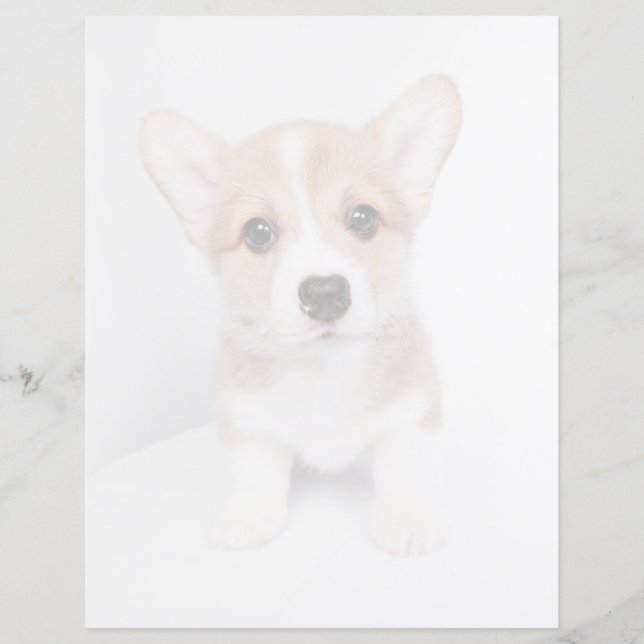 Kutest Baby Animals | Tiny Corgi (Voorkant)