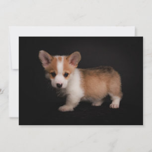 Kutest Baby Animals   Tiny Corgi Bedankkaart