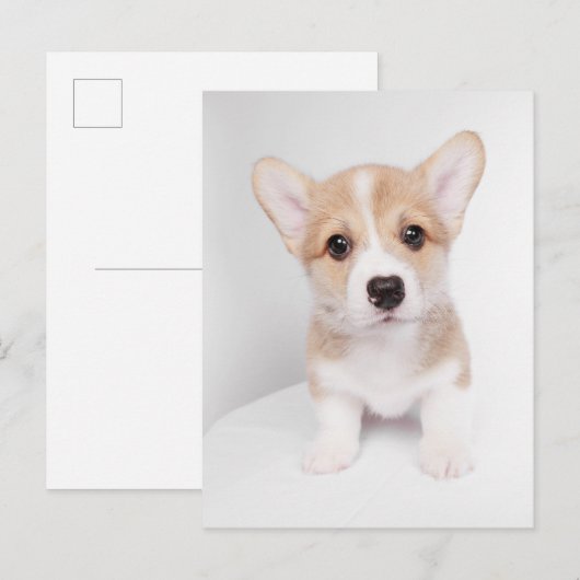 Kutest Baby Animals | Tiny Corgi Briefkaart (Voorkant / Achterkant)