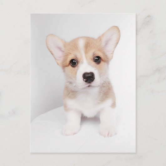 Kutest Baby Animals | Tiny Corgi Briefkaart (Voorkant)