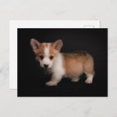 Kutest Baby Animals | Tiny Corgi Briefkaart (Voorkant / Achterkant)