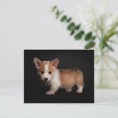 Kutest Baby Animals | Tiny Corgi Briefkaart (Staand voorkant)