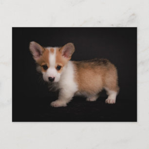 Kutest Baby Animals   Tiny Corgi Briefkaart