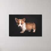 Kutest Baby Animals | Tiny Corgi Canvas Afdruk (Voorkant)