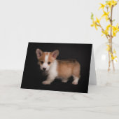 Kutest Baby Animals | Tiny Corgi Kaart (Gele Bloem)