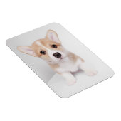 Kutest Baby Animals | Tiny Corgi Magneet (Rechterzijde)