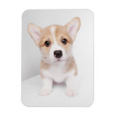 Kutest Baby Animals | Tiny Corgi Magneet (Verticaal)