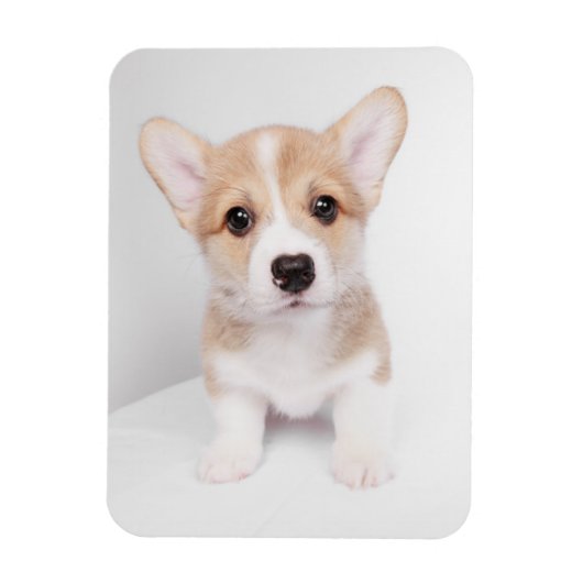Kutest Baby Animals | Tiny Corgi Magneet (Verticaal)