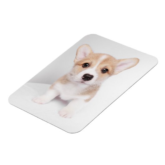 Kutest Baby Animals | Tiny Corgi Magneet (Linkerzijde)