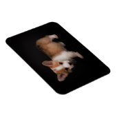Kutest Baby Animals | Tiny Corgi Magneet (Rechterzijde)