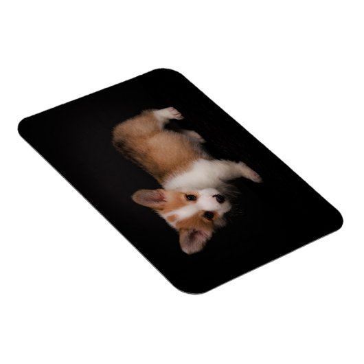 Kutest Baby Animals | Tiny Corgi Magneet (Rechterzijde)