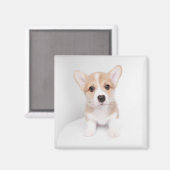 Kutest Baby Animals | Tiny Corgi Magneet (Voorkant / Achterkant)