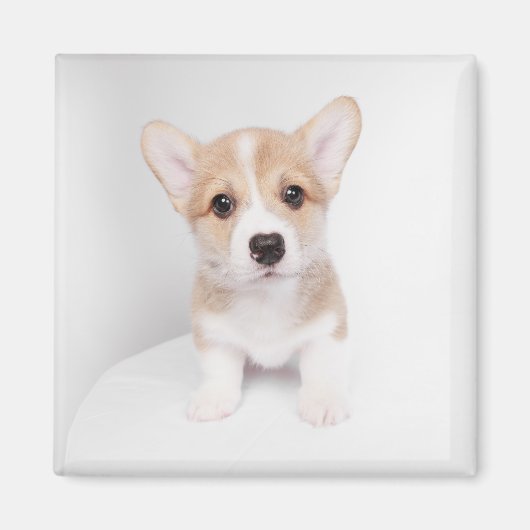 Kutest Baby Animals | Tiny Corgi Magneet (Voorkant)