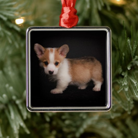 Kutest Baby Animals | Tiny Corgi Metalen Ornament (Boom)