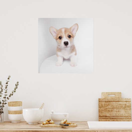 Kutest Baby Animals | Tiny Corgi Poster (Keuken)