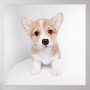 Kutest Baby Animals Tiny Corgi Poster