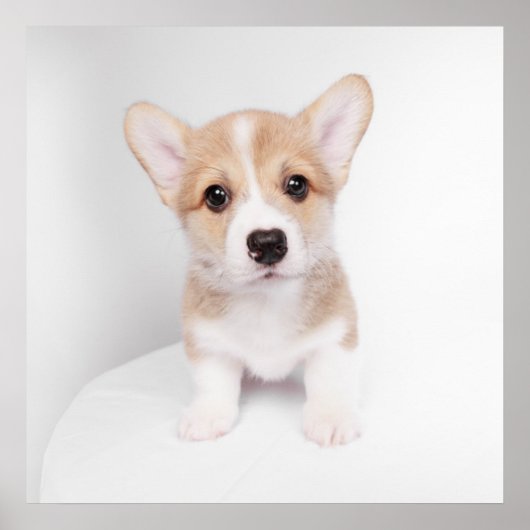 Kutest Baby Animals | Tiny Corgi Poster (Voorkant)