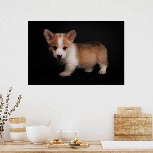 Kutest Baby Animals | Tiny Corgi Poster (Keuken)