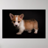 Kutest Baby Animals | Tiny Corgi Poster (Voorkant)