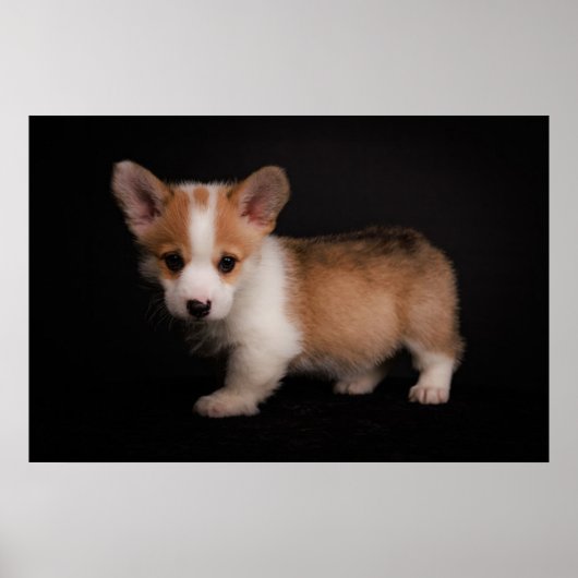 Kutest Baby Animals | Tiny Corgi Poster (Voorkant)