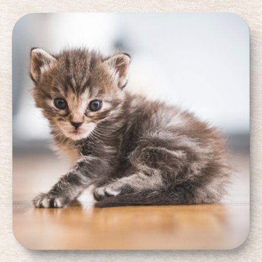 Kutest Baby Animals | Tiny Tabby Kitten Bier Onderzetter (Voorkant)