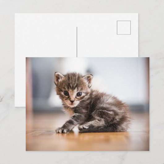 Kutest Baby Animals | Tiny Tabby Kitten Briefkaart (Voorkant / Achterkant)