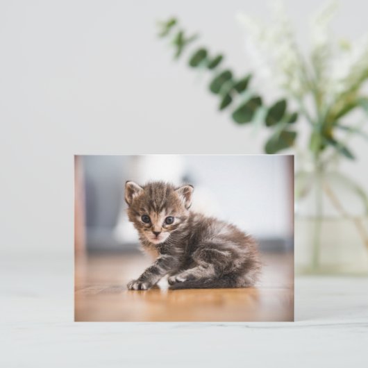 Kutest Baby Animals | Tiny Tabby Kitten Briefkaart (Staand voorkant)