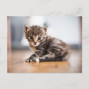 Kutest Baby Animals   Tiny Tabby Kitten Briefkaart