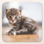 Kutest Baby Animals | Tiny Tabby Kitten Kartonnen Onderzetters (Voorkant)