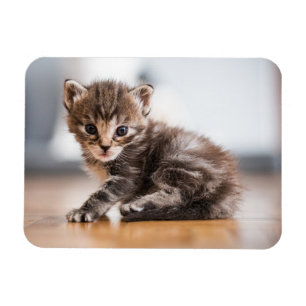 Kutest Baby Animals   Tiny Tabby Kitten Magneet
