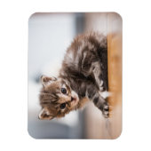 Kutest Baby Animals | Tiny Tabby Kitten Magneet (Verticaal)