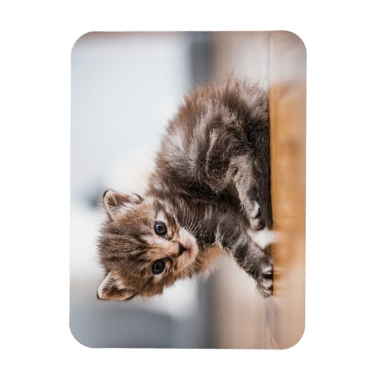 Kutest Baby Animals | Tiny Tabby Kitten Magneet (Verticaal)