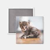 Kutest Baby Animals | Tiny Tabby Kitten Magneet (Voorkant / Achterkant)