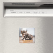 Kutest Baby Animals | Tiny Tabby Kitten Magneet (Insitu (Vaatwasser))