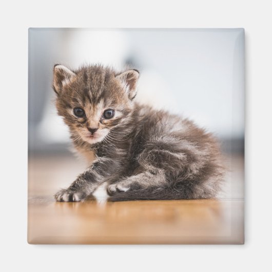 Kutest Baby Animals | Tiny Tabby Kitten Magneet (Voorkant)