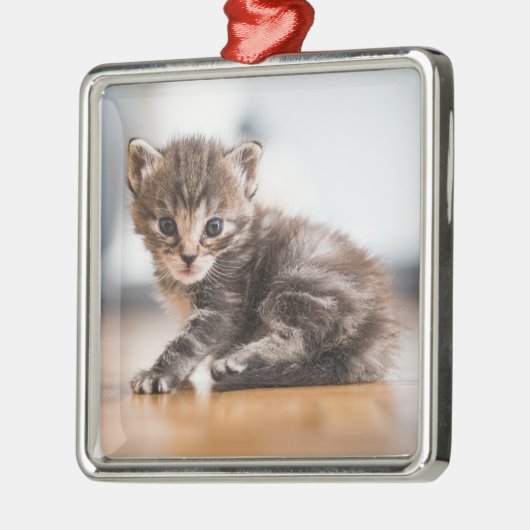 Kutest Baby Animals | Tiny Tabby Kitten Metalen Ornament (Links)