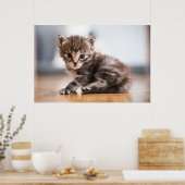 Kutest Baby Animals | Tiny Tabby Kitten Poster (Keuken)