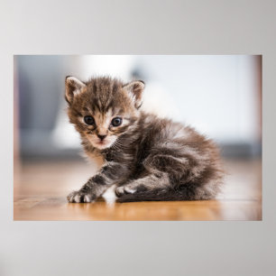 Kutest Baby Animals   Tiny Tabby Kitten Poster